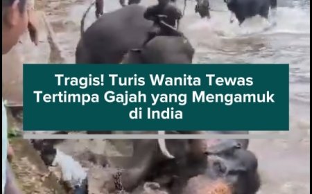Tragis! Turis Wanita Tewas Tertimpa Gajah yang Mengamuk di India