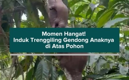 Momen Hangat! Induk Trenggiling Gendong Anaknya di Atas Pohon