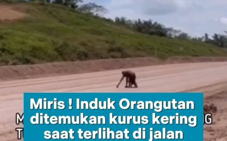 PILU! INDUK ORANGUTAN KURUS KERING DI JALANAN WARGA