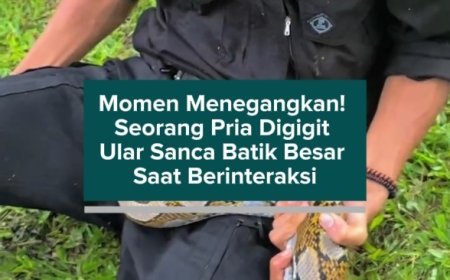 Momen Menegangkan! Seorang Pria Digigit Ular Sanca Batik Besar Saat Berinteraksi
