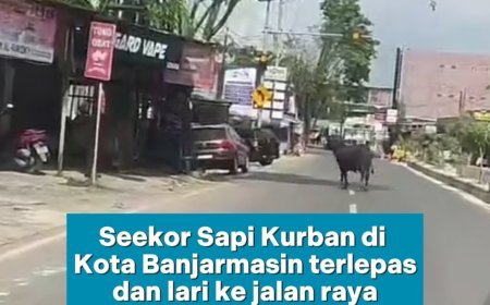 Katanya mau dikurbankan, tapi kayaknya si sapi punya rencana lain