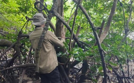 BRIN dan UGM Temukan Mangrove Langka di Teluk Balikpapan, Diduga Berkaitan dengan Habitat Bekantan