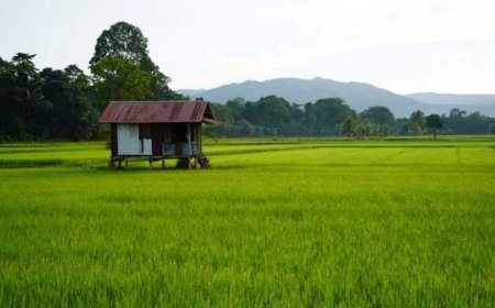 Kejar Swasembada Beras, Kutai Timur Gencar Cetak Ratusan Hektare Sawa Baru
