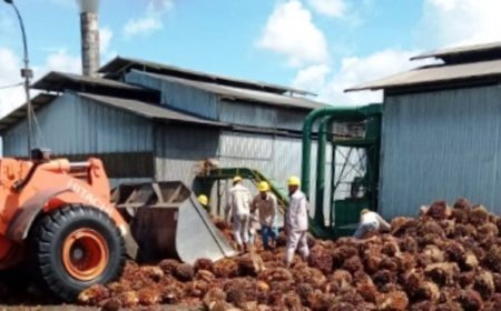 Ditopang Harga Global, PT Palma Serasi Tbk Catat Produksi CPO 140,2 Ribu Ton di Kaltim