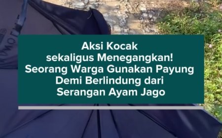 Aksi Kocak sekaligus Menegangkan! Seorang Warga Gunakan Payung Demi Berlindung dari Serangan Ayam Jago