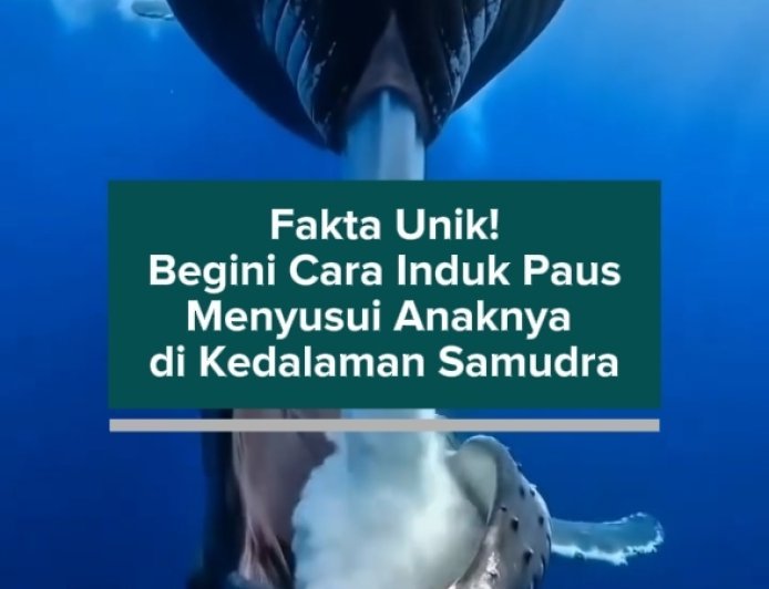 Fakta Unik! Begini Cara Induk Paus Menyusui Anaknya di Kedalaman Samudra