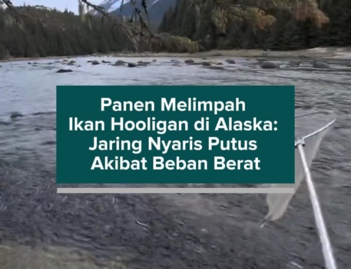 Panen Melimpah Ikan Hooligan di Alaska: Jaring Nyaris Putus Akibat Beban Berat