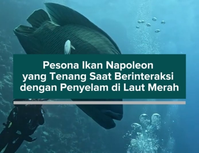 Pesona Ikan Napoleon yang Tenang Saat Berinteraksi dengan Penyelam di Laut Merah
