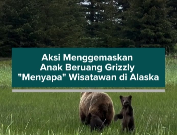 Aksi Menggemaskan Anak Beruang Grizzly "Menyapa" Wisatawan di Alaska