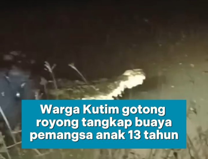 Puluhan Warga Tangkap Buaya di Kutim