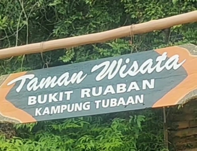 Populasi Terancam Punah, Dispar Berau Ajak Wisatawan 'Adopsi' Habitat Anggrek Tubaan