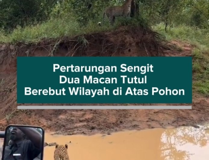 Pertarungan Sengit Dua Macan Tutul Berebut Wilayah di Atas Pohon
