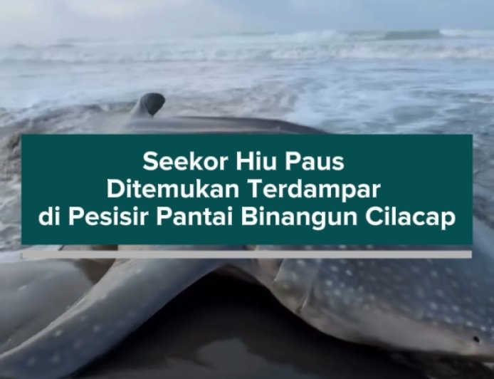 Seekor Hiu Paus Ditemukan Terdampar di Pesisir Pantai Binangun Cilacap
