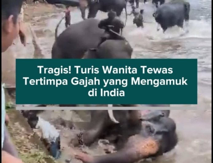 Tragis! Turis Wanita Tewas Tertimpa Gajah yang Mengamuk di India