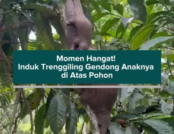 Momen Hangat! Induk Trenggiling Gendong Anaknya di Atas Pohon