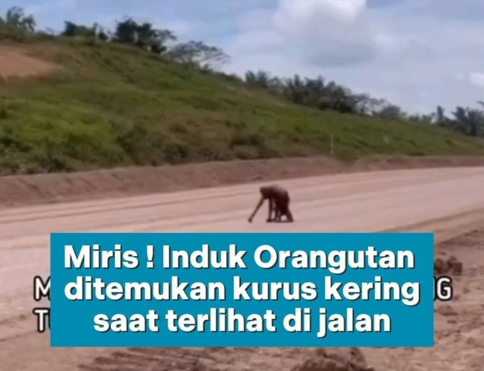 PILU! INDUK ORANGUTAN KURUS KERING DI JALANAN WARGA