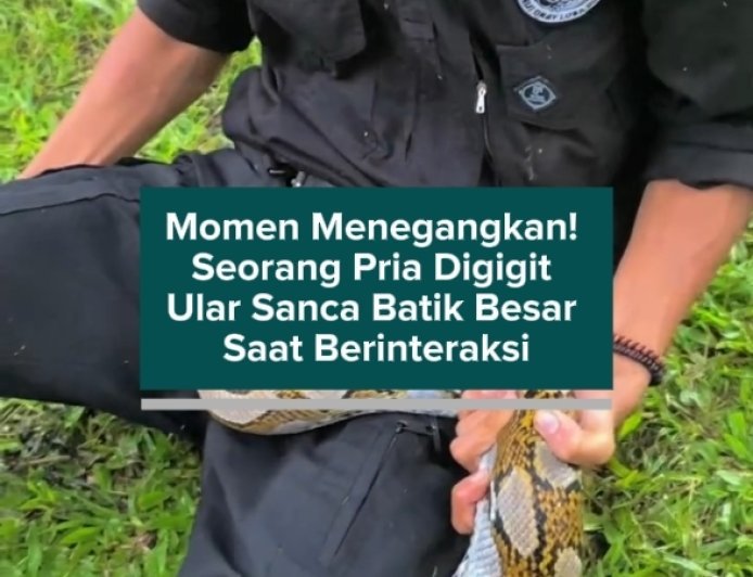 Momen Menegangkan! Seorang Pria Digigit Ular Sanca Batik Besar Saat Berinteraksi