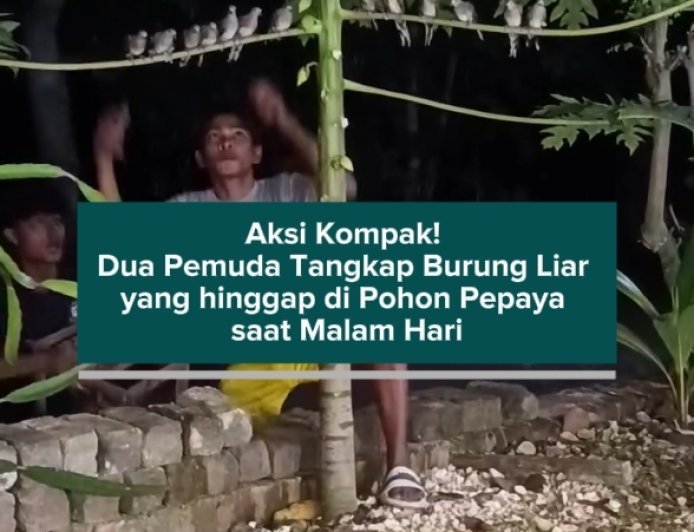 Aksi Kompak! Dua Pemuda Tangkap Burung Liar yang hinggap di Pohon Pepaya saat Malam Hari