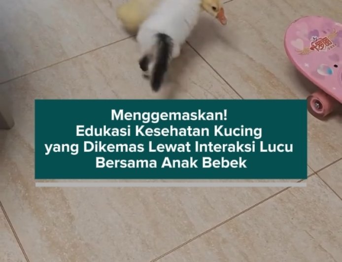 Menggemaskan! Edukasi Kesehatan Kucing yang Dikemas Lewat Interaksi Lucu Bersama Anak Bebek