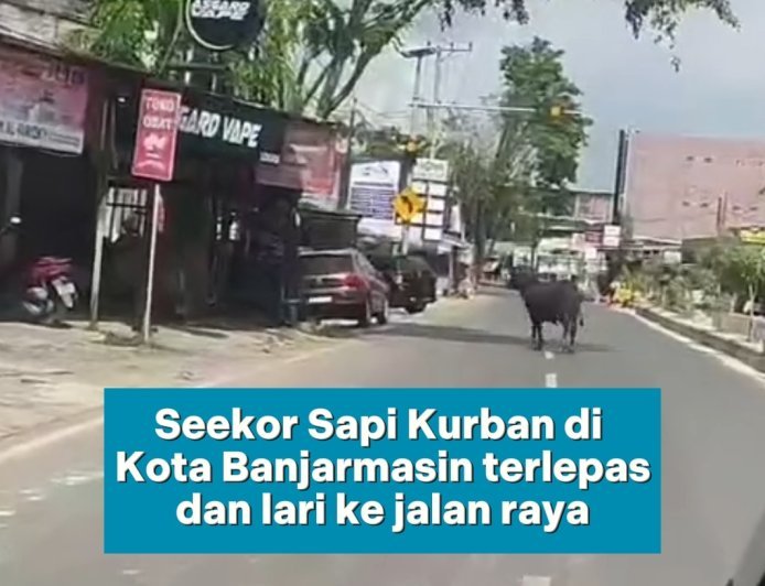 Katanya mau dikurbankan, tapi kayaknya si sapi punya rencana lain