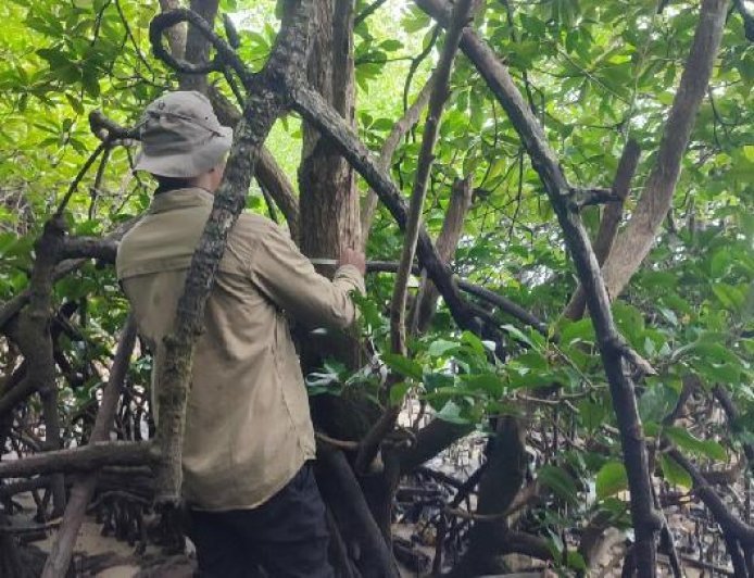BRIN dan UGM Temukan Mangrove Langka di Teluk Balikpapan, Diduga Berkaitan dengan Habitat Bekantan