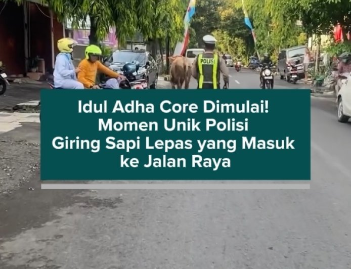 Idul Adha Core Dimulai! Momen Unik Polisi Giring Sapi Lepas yang Masuk ke Jalan Raya