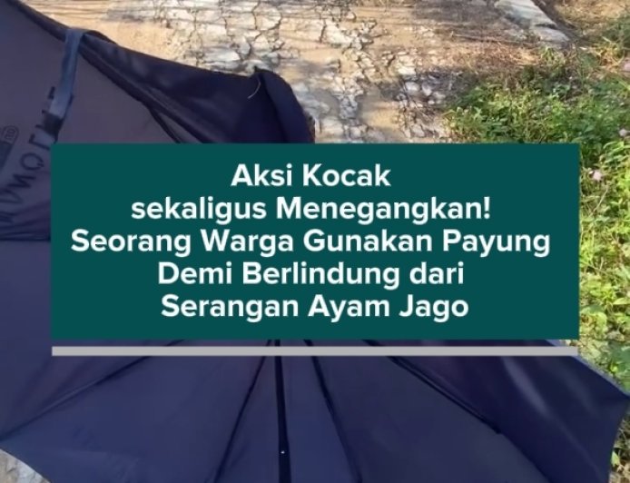 Aksi Kocak sekaligus Menegangkan! Seorang Warga Gunakan Payung Demi Berlindung dari Serangan Ayam Jago