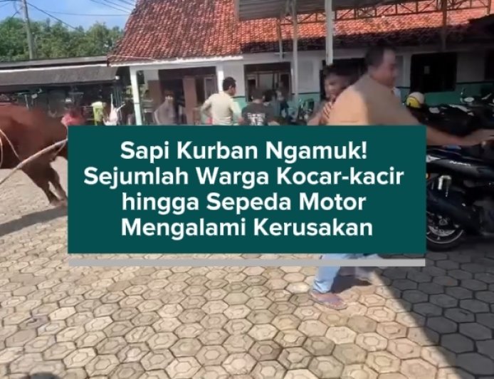 Sapi Kurban Ngamuk! Sejumlah Warga Kocar-kacir hingga Sepeda Motor Mengalami Kerusakan