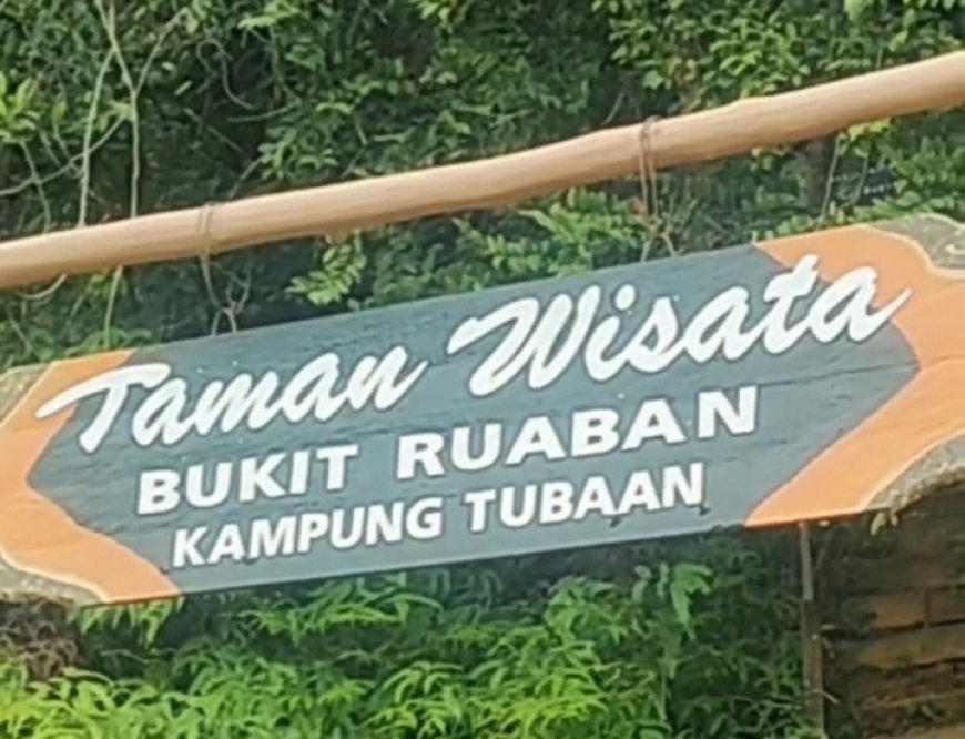 Populasi Terancam Punah, Dispar Berau Ajak Wisatawan 'Adopsi' Habitat Anggrek Tubaan