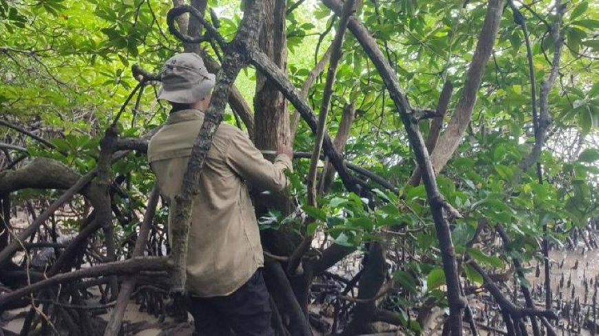 BRIN dan UGM Temukan Mangrove Langka di Teluk Balikpapan, Diduga Berkaitan dengan Habitat Bekantan