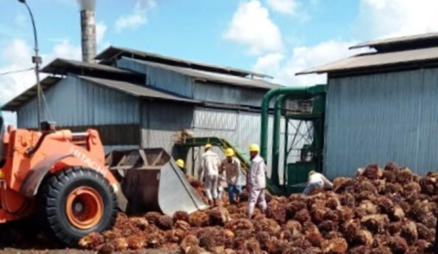 Ditopang Harga Global, PT Palma Serasi Tbk Catat Produksi CPO 140,2 Ribu Ton di Kaltim
