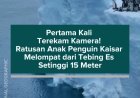Pertama Kali Terekam Kamera! Ratusan Anak Penguin Kaisar Melompat dari Tebing Es Setinggi 15 Meter