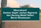 Mencekam! Seekor Gajah Jantan Ngamuk dan Serang Mobil Safari Berisi Wisatawan