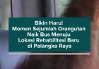 Bikin Haru! Momen Sejumlah Orangutan Naik Bus Menuju Lokasi Rehabilitasi Baru di Palangka Raya