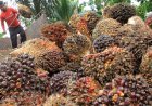 Imbas Harga TBS Anjlok Rp12 T Pasca-Wacana Ekspor Satu Pintu, APKASINDO Minta Perlindungan Presiden