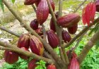 Krisis Bahan Baku, Berau Baru Mampu Penuhi 5% dari Total Permintaan Kakao Tahunan