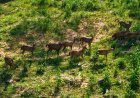 Kawasan Seluas 621 Hektar IKN Disediakan untuk Habitat Satwa Liar