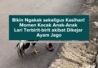 Bikin Ngakak sekaligus Kasihan! Momen Kocak Anak-Anak Lari Terbirit-birit akibat Dikejar Ayam Jago