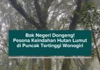 Bak Negeri Dongeng! Pesona Keindahan Hutan Lumut di Puncak Tertinggi Wonogiri