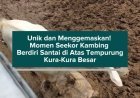 Unik dan Menggemaskan! Momen Seekor Kambing Berdiri Santai di Atas Tempurung Kura-Kura Besar