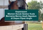 Kepanasan! Momen Kocak Seekor Kuda Bernama Benny Asyik Ngadem di Depan Kipas Angin