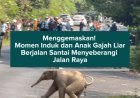 Menggemaskan! Momen Induk dan Anak Gajah Liar Berjalan Santai Menyeberangi Jalan Raya
