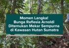 Momen Langka! Bunga Raflesia Arnoldi Ditemukan Mekar Sempurna di Kawasan Hutan Sumatra