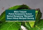 Bikin Takjub! Potret Kerjasama Koloni Semut Rangrang "Menjahit" Daun Hidup Menjadi Sarang