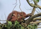 BKSDA Kaltim  Luncurkan  Skema Baru Dalam Perlindungan Orangutan