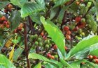 Disbun Berau Bidik Kopi Jadi Setara dengan Kakao Dalam Hal Produksi