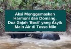 Aksi Menggemaskan Harmoni dan Domang, Dua Gajah 'Bocil' yang Asyik Main Air di Tesso Nilo
