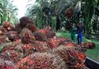 Harga Sawit Kaltim Turun, Disbun Dorong Kemitraan Pabrik untuk Putus Rantai Tengkulak