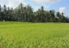 Kaltim Siapkan 13.000 Hektar Lahan Pertanian Berkelanjutan di 5 Kabupaten
