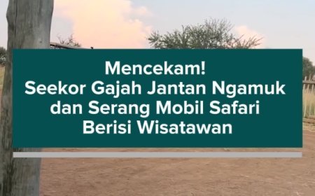 Mencekam! Seekor Gajah Jantan Ngamuk dan Serang Mobil Safari Berisi Wisatawan